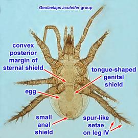  Geolaelaps aculeifer  female venter