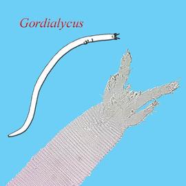   Gordialycus  sp.
