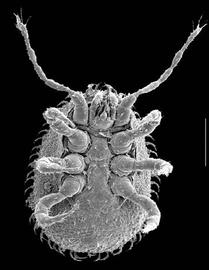  Heatherella  venter (DEW)