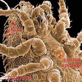 Male with sternal shield surrounding genital opening.