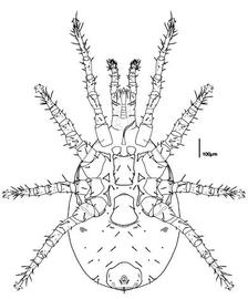  Halolaelaps  venter (CH, DEW)