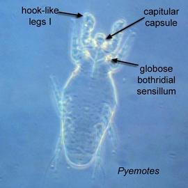 Pre-physogastric female  Pyemotes  (DEW)