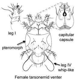 Female tarsonemid venter with details (DEW)