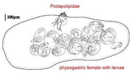 Physogastric female podapolipid (DEW)