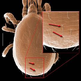  Pseudoparasitus  dorsum with unpaired median setae (DEW)