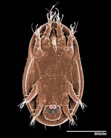Acarid heteromorphic deutonymph with sucker plate (DEW)