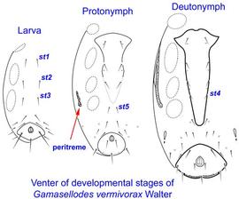 Venter of developmental stages of  Gamasellodes vermivorax;  larval, protonymphal, deutonymphal venters