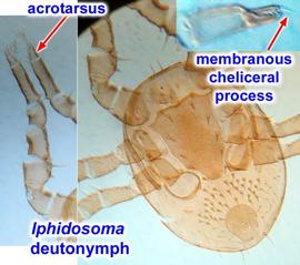   Iphidosoma   fimentarium  deutonymph
