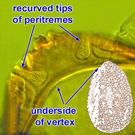 Recurved distal extremity of peritreme