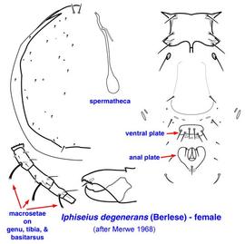  Iphiseius degenerans 
