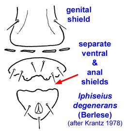Posterior ventral region of female