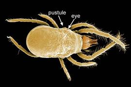 Labidostommatid (DEW)