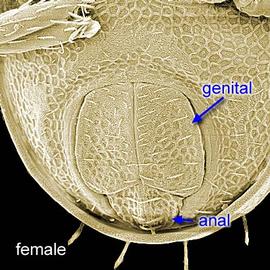 Female genital-anal region (DEW)