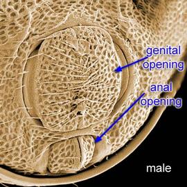 Male genital-anal region (DEW)