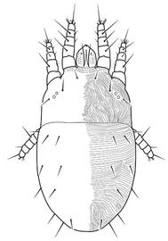   Larvacarus  female dorsum
