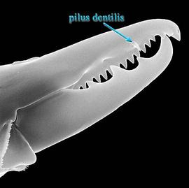  Lasioseius  chelicera