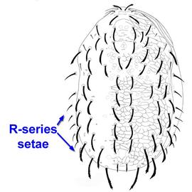  Lasioseius  dorsal shield