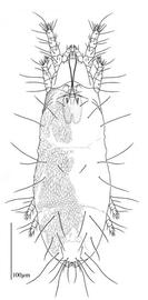  Linotetranus ; dorsal habitus