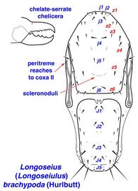  Longoseius  ( Longoseiulus )  brachypoda  female dorsum and chelicera