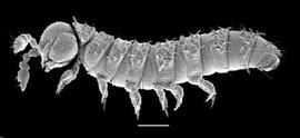 Young millipede (DEW)