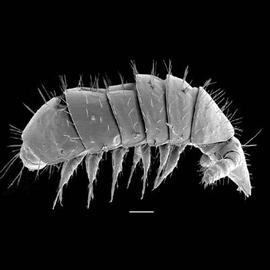 Millipede with suctorial mouthparts (DEW)