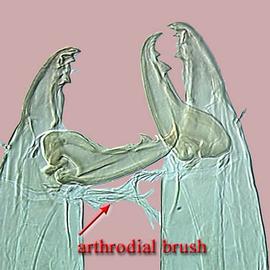 Arthrodial brushes;  Macrocheles  chelicerae (DEW)