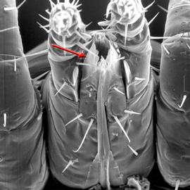 Tritosternum biflagellate with denticulate membranous margin;  Ornithonyssus bacoti  subcapitulum (DEW)