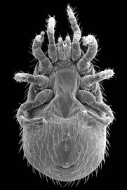 Knife-shaped genital shield