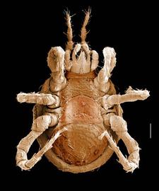   Macrocheles  venter (DEW)
