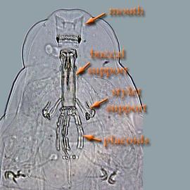   Macrobiotus  sp. pharyngial apparatus
