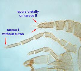  Macrocheles  legs I–II