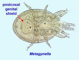 Postcoxal genital shield
