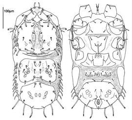 Sternal shield;  Microgynium incisum  (CH, DEW)