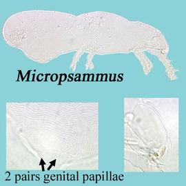  Micropsammus 
