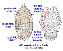  Microsejus truncicola 