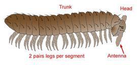 Diplopoda