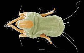 House dust mite (DEW)