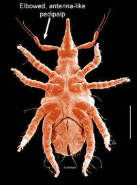 Snout mite (DEW)