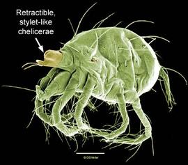 Spider mite (DEW)