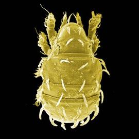 Brachychthoniid mite (DEW)