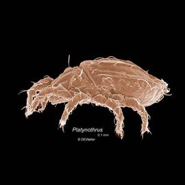 Oribatid mite ( Platynothrus ) (DEW)
