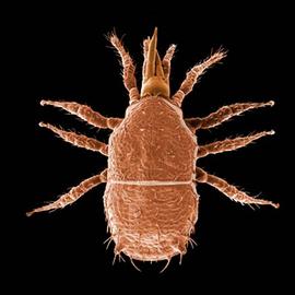 Mesostigmatan ( Asca ) (DEW)