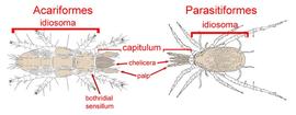 Acariformes and Parasitiformes body types