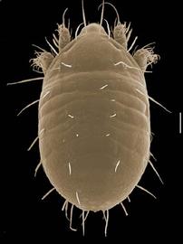  Meristacarus  (Lohmanniidae) (DEW)