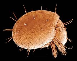 Box mite (Phthiracaroidea) (DEW)