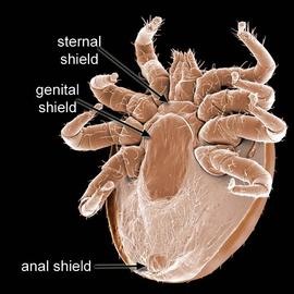 Ant parasite (Laelapidae) (DEW)