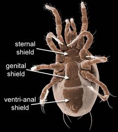 Genital shield truncate;  Neoseiulus  (DEW)
