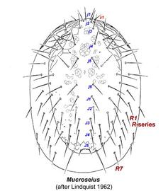  Mucroseius  dorsal shield