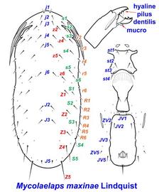  Mycolaelaps maxinae  female