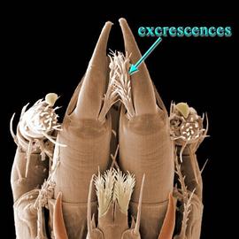 Male  Nothogynus  cheliceral excrescences (DEW)